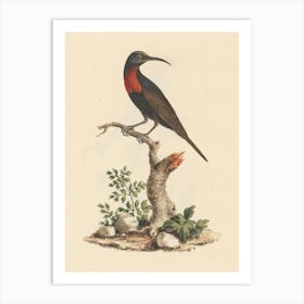 Scarlet Chested Sunbird, Luigi Balugani Art Print