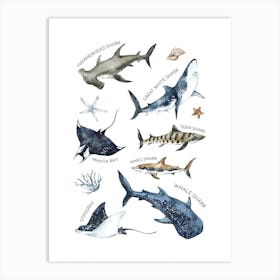 Shark Types Art Print