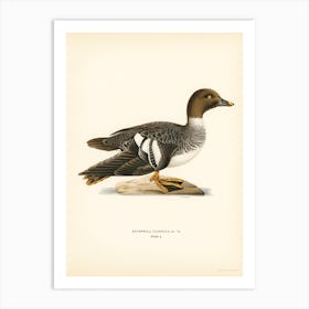 Goldeneye Female, The Von Wright Brothers Art Print