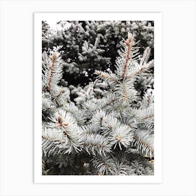 Spruce Tree Art Print