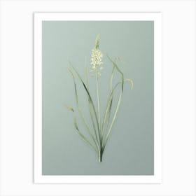 Vintage Wild Asparagus Botanical Art on Mint Green n.0638 Art Print