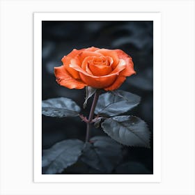 Orange Rose 24 Art Print