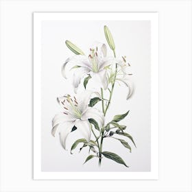 Lilies Flower Vintage Botanical 3 Art Print