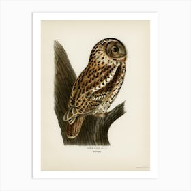 Strix Aluco (Tawny Owl), The Von Wright Brothers Art Print