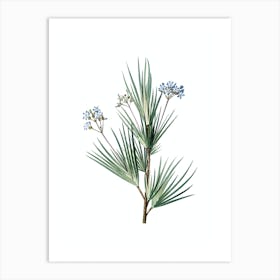 Vintage Blue Stars Botanical Illustration on Pure White n.0396 Art Print