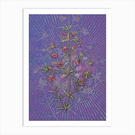 Vintage Heath Mirbelia Branch Botanical Illustration on Veri Peri n.0838 Art Print