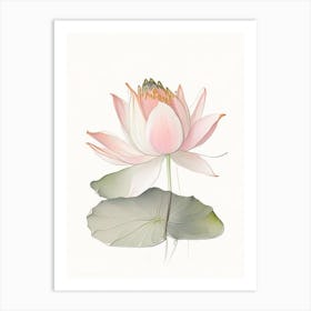 Amur Lotus Pencil Illustration 4 Art Print