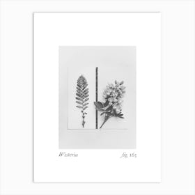 Wisteria Botanical Collage 2 Art Print