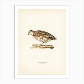 Common Quail, The Von Wright Brothers Art Print