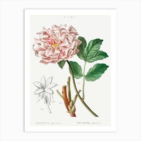 Moutan Peony, Pierre Joseph Redoute Art Print