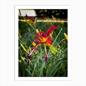 Red And Yellow Lily Photograph Art Print