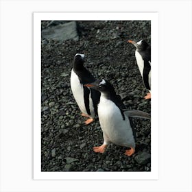 Penguin Characters Of Antarctica Art Print