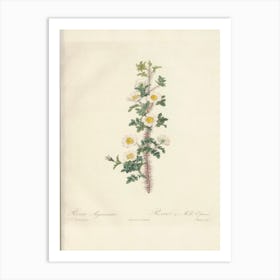 Rose Illustration, Pierre Joseph Redoute 1 Art Print