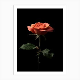 Single Rose On Black Background 42 Art Print