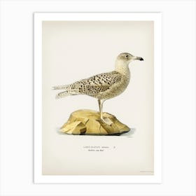 Glaucous Gull (Larus Glaucus), The Von Wright Brothers Art Print