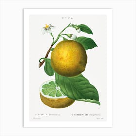  Grapefruit, Pierre Joseph Redoute Art Print