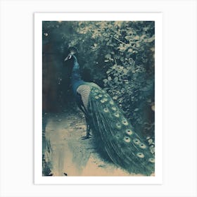 Vintage Peacock On A Path Cyanotype Inspired 1 Art Print