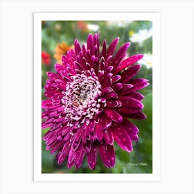 Purple Gerbera - Photography  Art Print