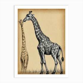 Giraffes 1 Art Print