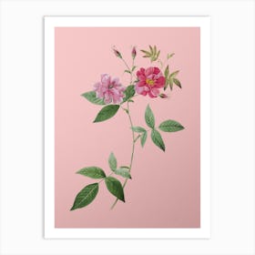 Vintage Hudson Rosehip Botanical on Soft Pink n.0362 Art Print