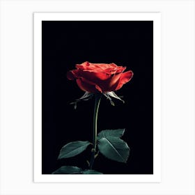 Single Rose 7 Art Print