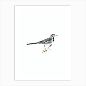 Vintage Pied Wagtail Bird Illustration on Pure White n.0049 Art Print