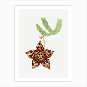 Starfish Cactus, Familie Der Cacteen Art Print