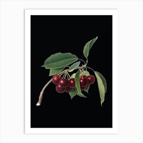 Vintage Cherry Botanical Illustration on Solid Black n.0620 Art Print