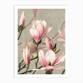 Magnolias Art Print