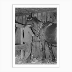 Son Of Tenant Farmer Harnessing Horse Near Muskogee, Oklahoma, See General Caption No Art Print