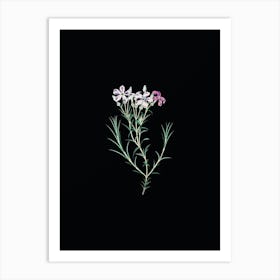 Vintage Shewy Phlox Flower Branch Botanical Illustration on Solid Black n.0786 Art Print