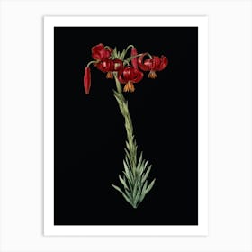 Vintage Lily Botanical Illustration on Solid Black n.0150 Art Print