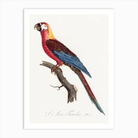 Cuban Macaw, From Natural History Of Parrots, Francois Levaillant Art Print