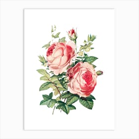 Roses 3 Art Print