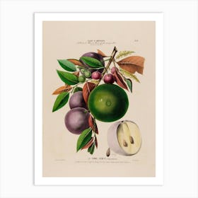 Fruit And Nut Art Print