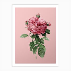 Vintage Giant French Rose Botanical on Soft Pink n.0921 Art Print