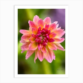 Dahlia Flower Art Print