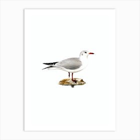 Vintage Black Headed Gull Bird Illustration on Pure White n.0045 Art Print