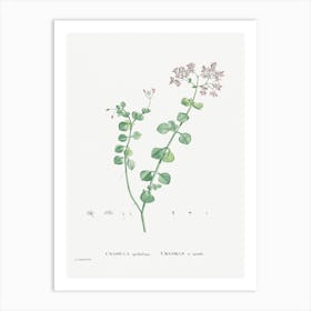 Crassula Spathulata, Pierre Joseph Redoute Art Print