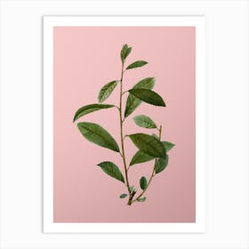 Vintage Grey Willow Botanical on Soft Pink n.0164 Art Print