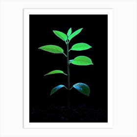 Green Plant Growing In The Dark Art Print