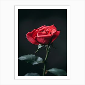 Red Rose On Black Background 33 Art Print