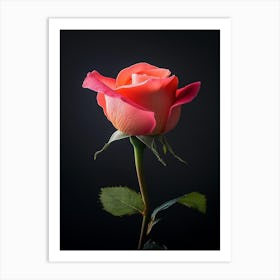 Single Pink Rose On Black Background 6 Art Print