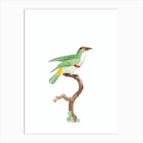 Vintage Red Belt Barbet Bird Illustration on Pure White Art Print