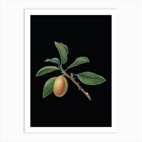 Vintage Armenian Plum Botanical Illustration on Solid Black n.0469 Art Print