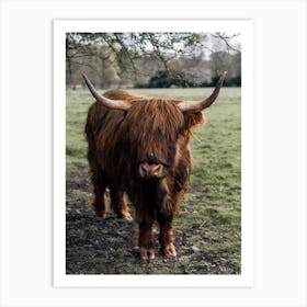 A Highland Cow In Scotland Art Print