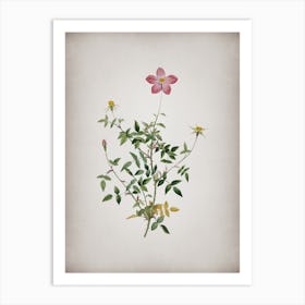 Vintage Single Dwarf Chinese Rose Botanical on Parchment n.0455 Art Print