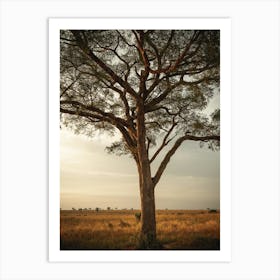 Lone Tree In The Savannah Of Uganda In East Africa Art Print