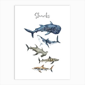 Shark Sizes Art Print