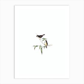 Vintage Little Brown Thornbill Bird Illustration on Pure White n.0216 Art Print